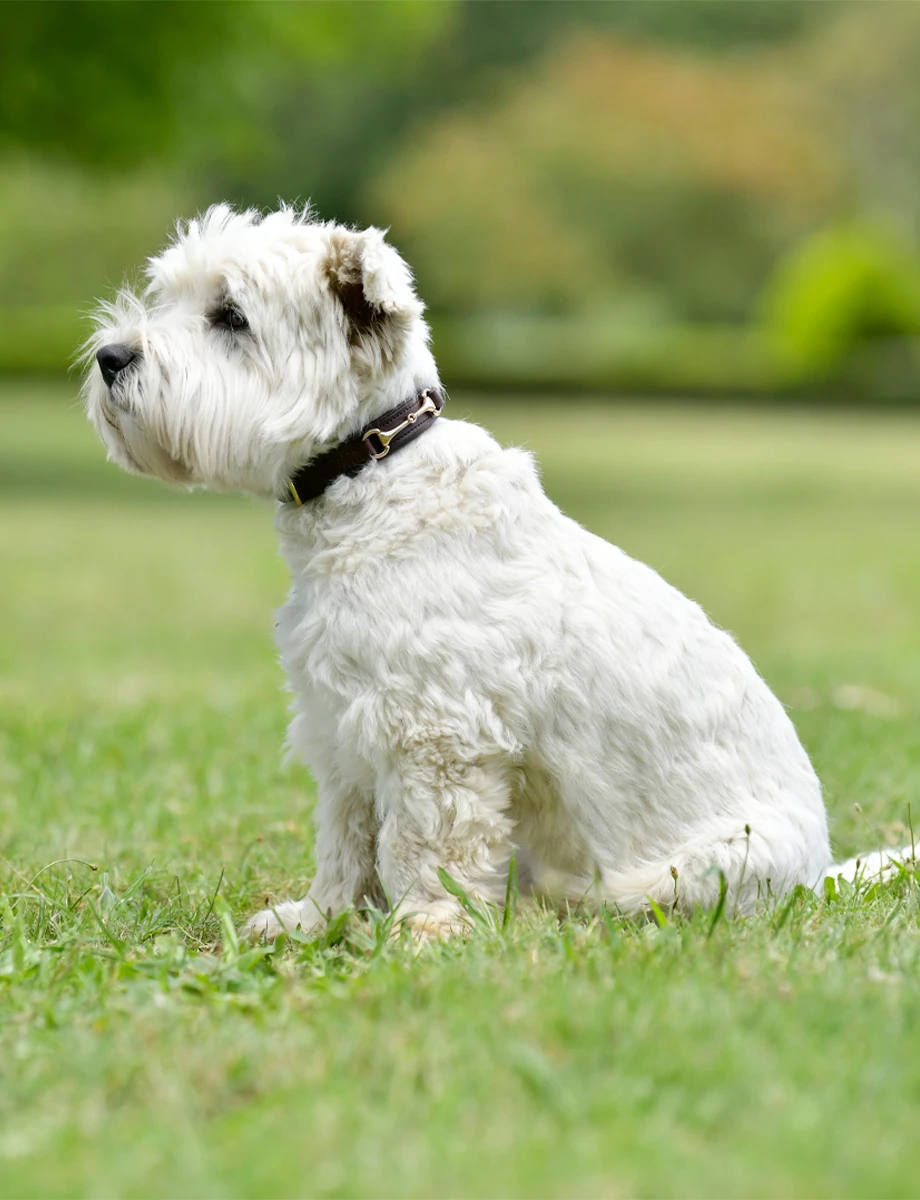 WEATHERBEETA Leather Snaffle Collar