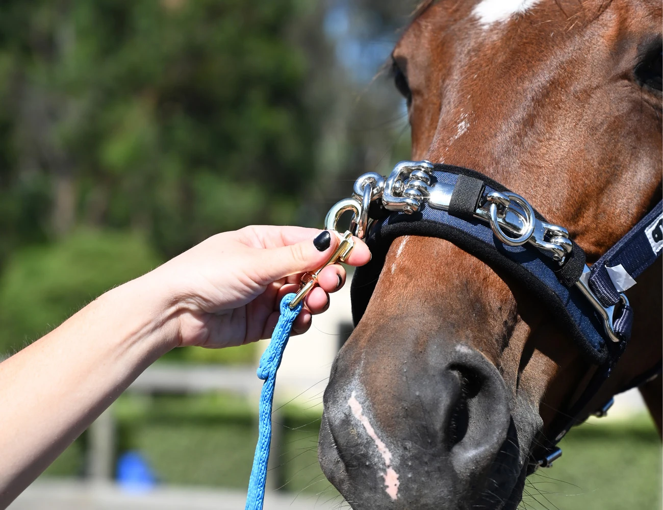 KINCADE Coordinate Lunge Cavesson