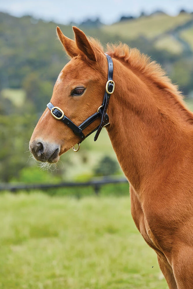 ROMA PVC Adjustable Headcollar