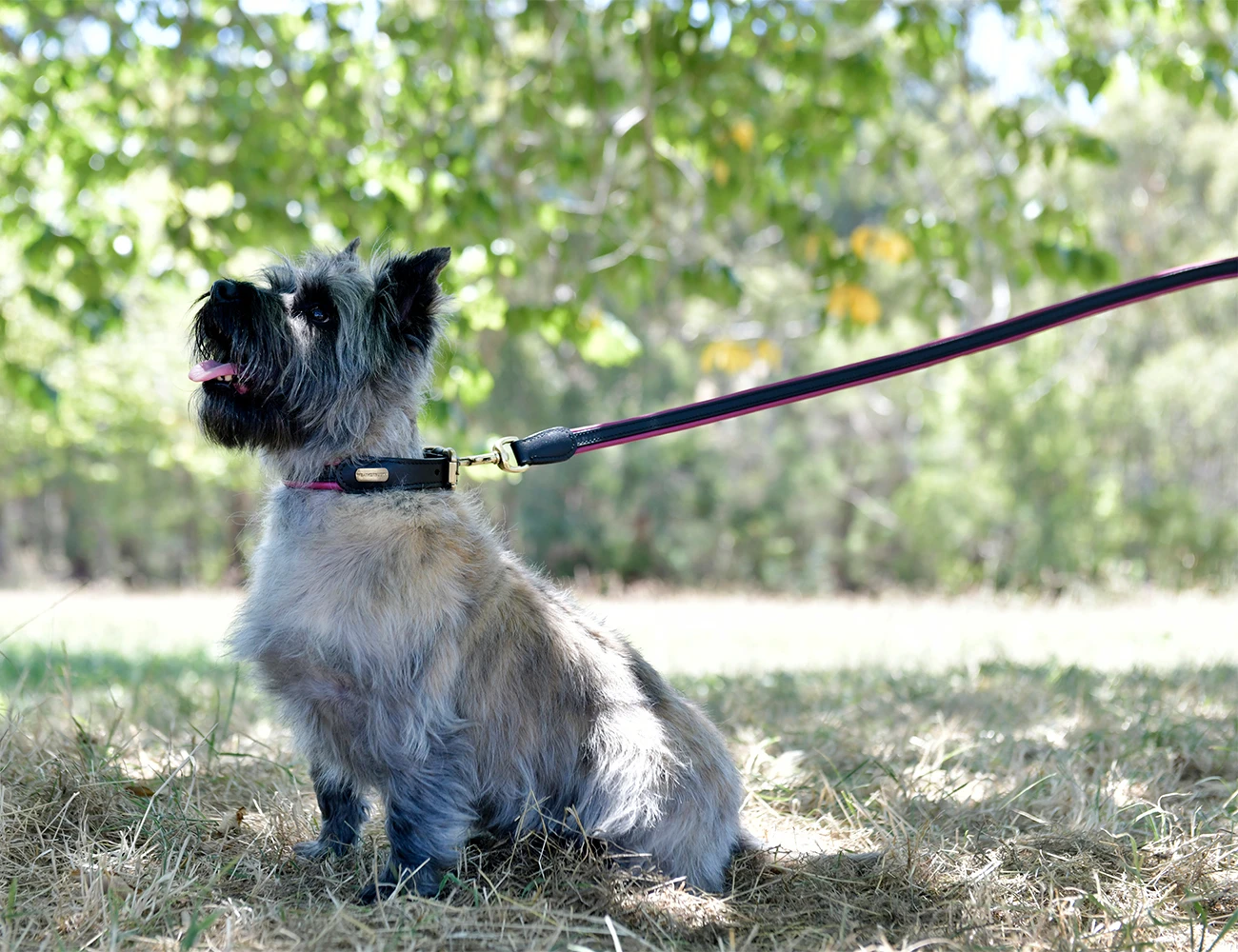 WEATHERBEETA Padded Colour Leather Dog Collar