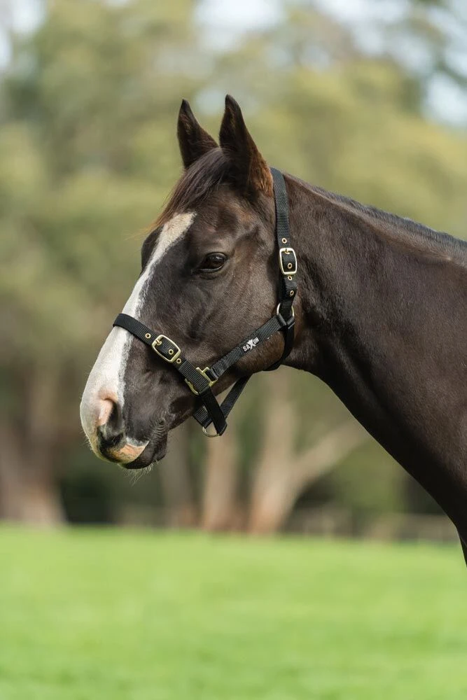 SAXON Nylon Brass Buckle Headcollar