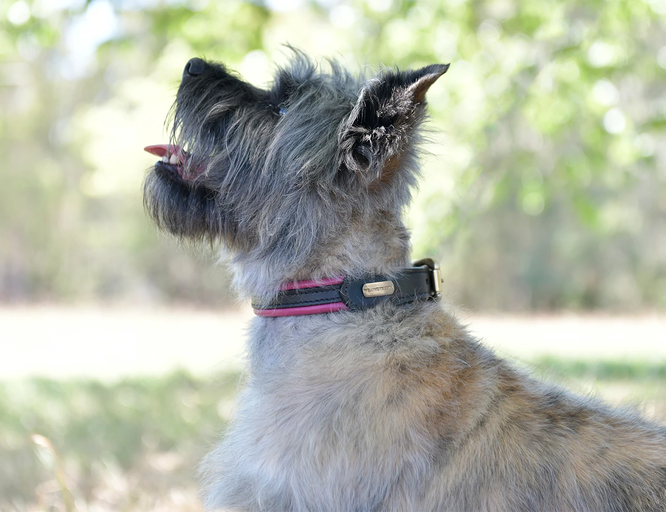 WEATHERBEETA Padded Colour Leather Dog Collar