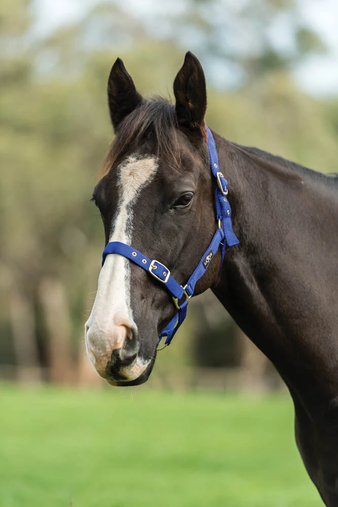SAXON Nylon Brass Buckle Headcollar