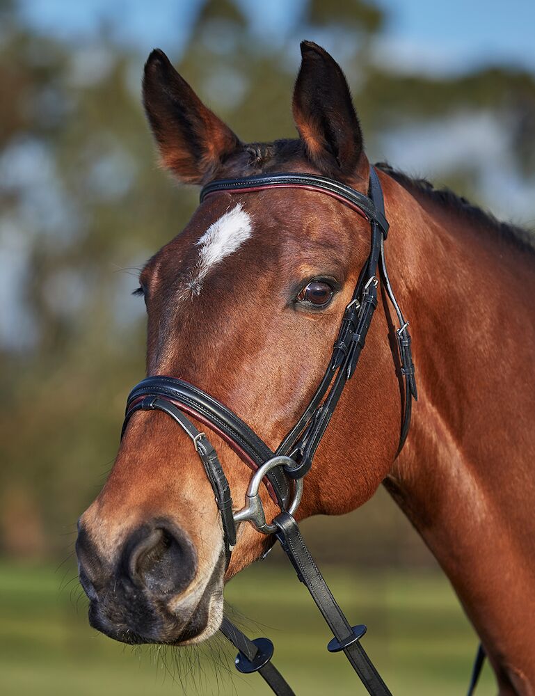 KINCADE Comfort Crown Two Toned Padded Bridle