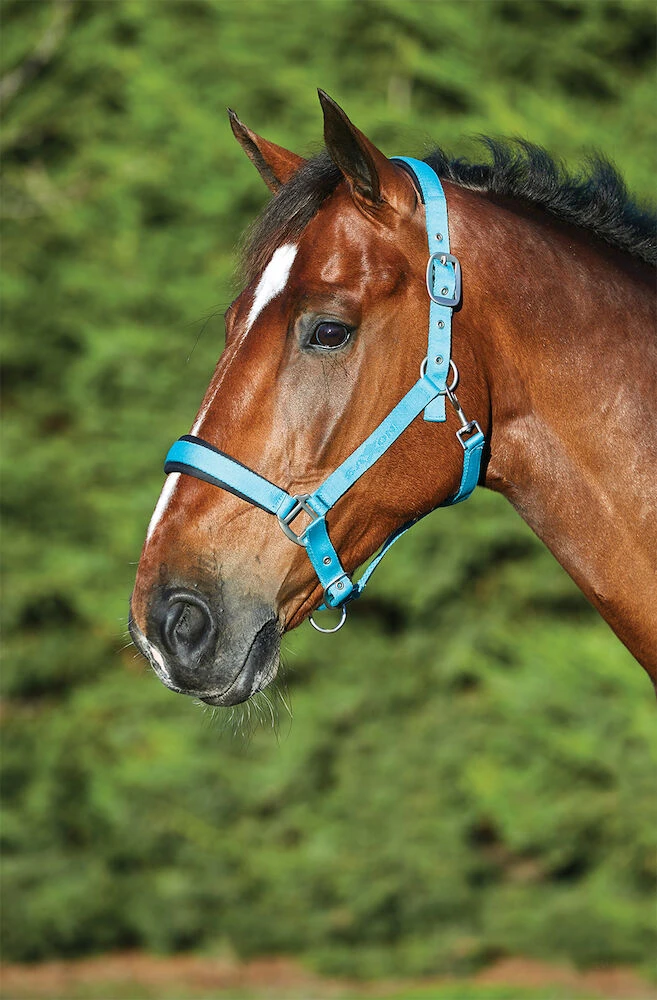 SAXON Nylon Padded Imprint Headcollar
