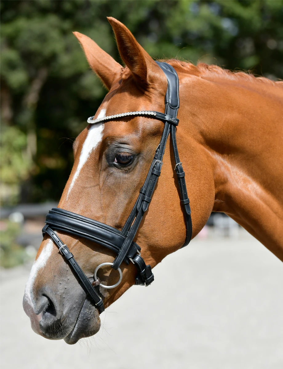 COLLEGIATE ComFiTec Opulux Raised Dressage Bridle
