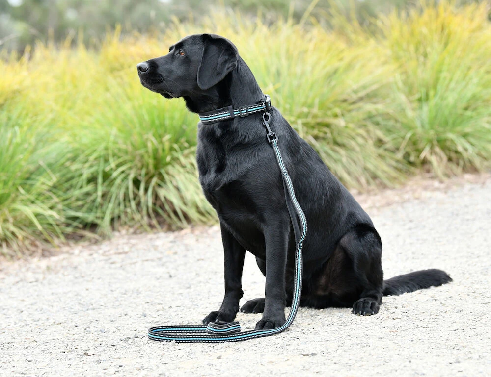 WEATHERBEETA Reflective Dog Collar