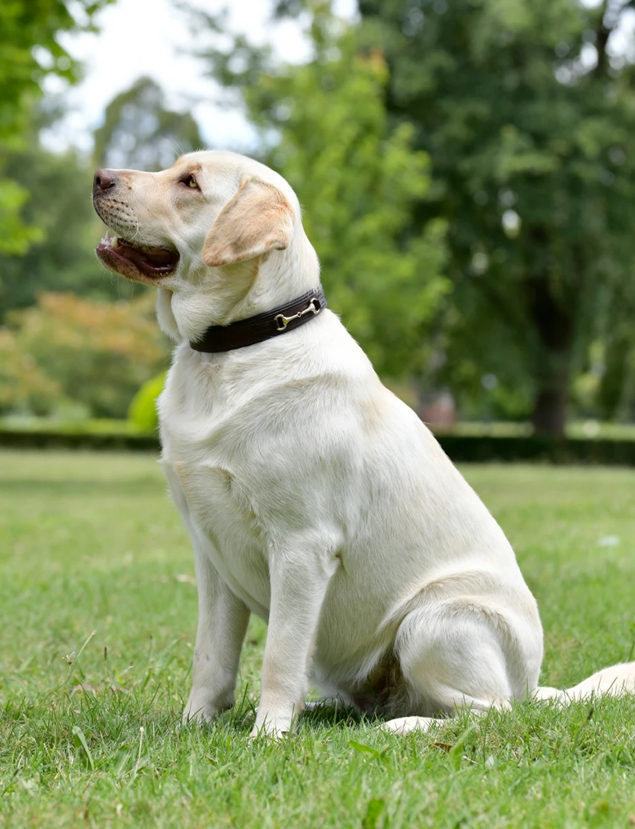 WEATHERBEETA Leather Snaffle Collar