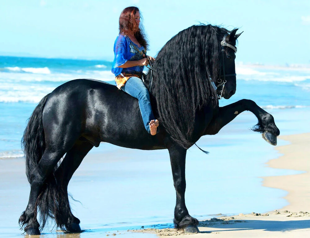 BREYER Traditional Sjoerd - Friesian