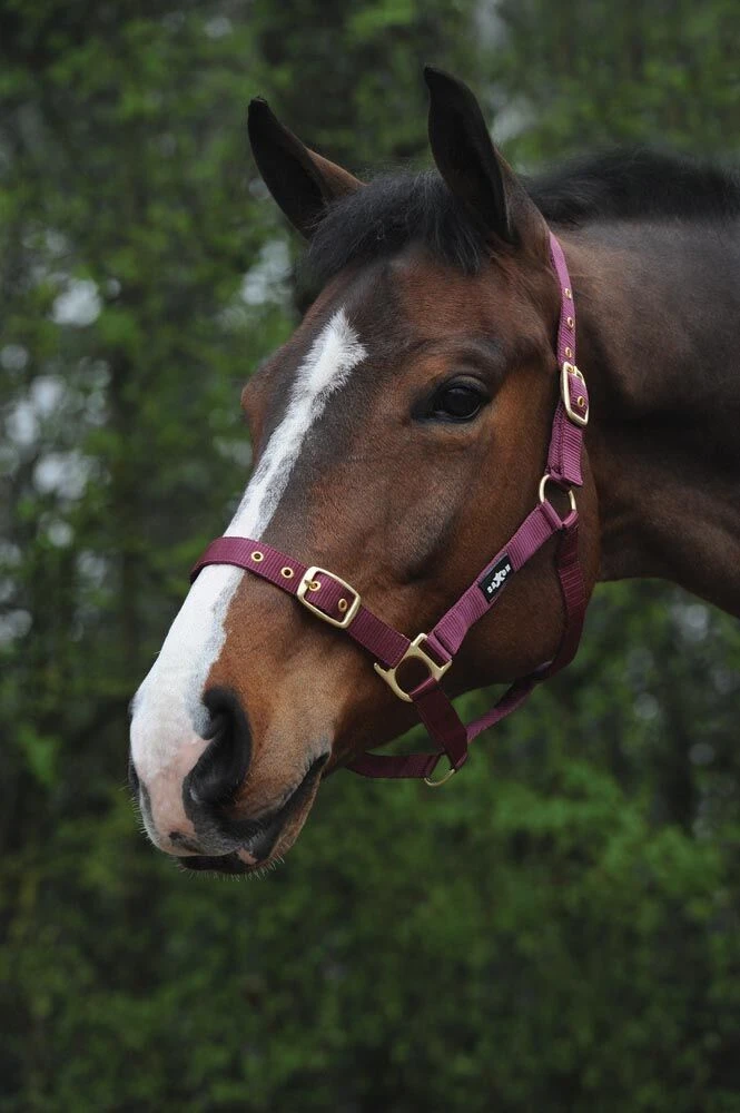 SAXON Nylon Brass Buckle Headcollar