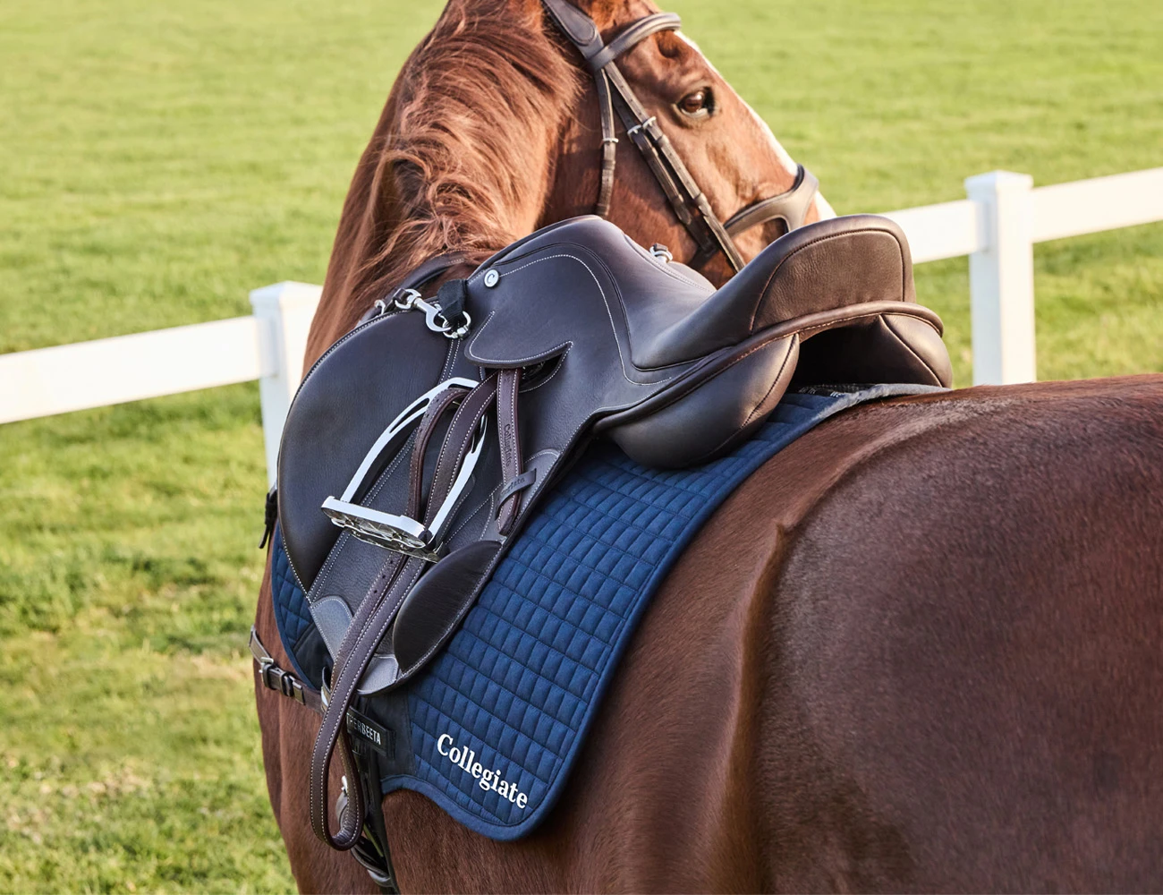COLLEGIATE Distinction Mono Event Saddle
