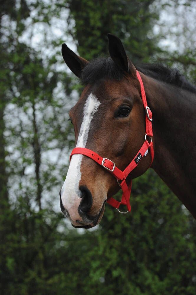 SAXON Economy Headcollar