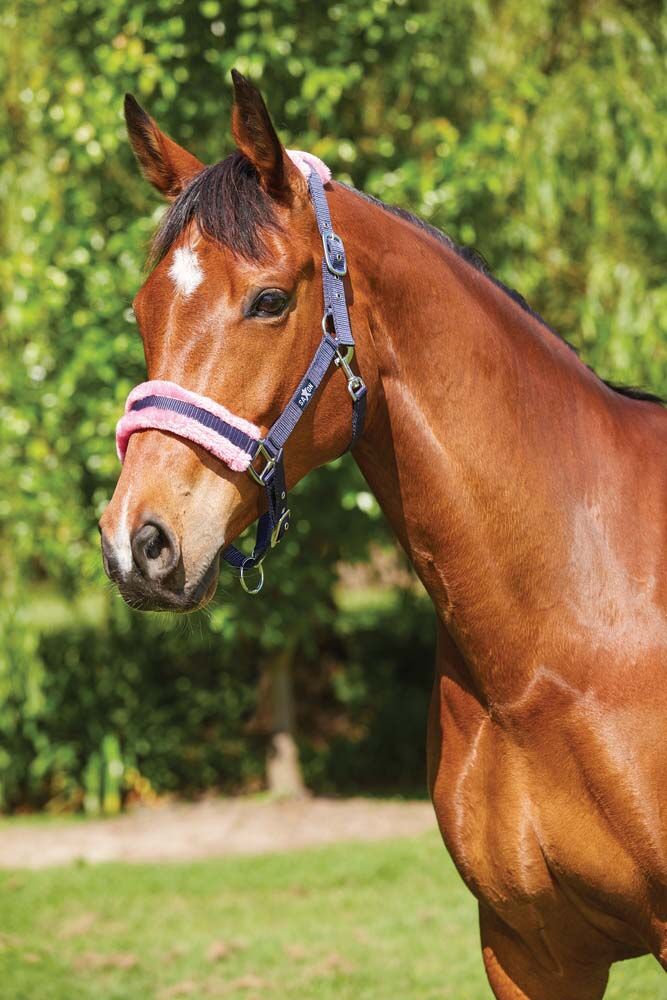 SAXON Element Fleece Headcollar