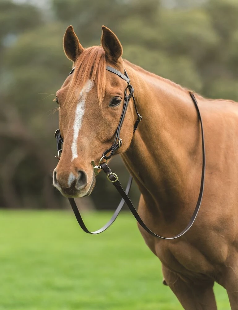 KINCADE Brass Barcoo Bridle