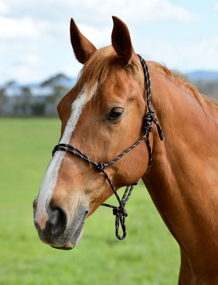 ROMA Two Toned Rope Yachting Headcollar