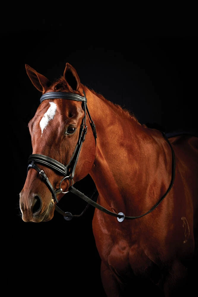 COLLEGIATE Padded Flash Bridle III