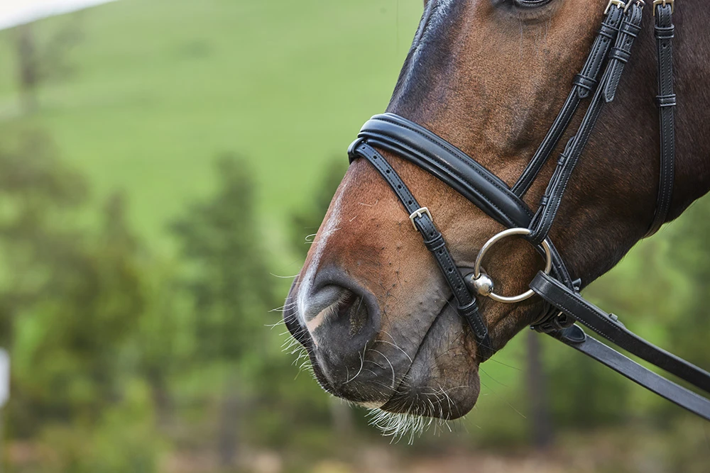 COLLEGIATE Syntovia+ Padded Raised Flash Bridle