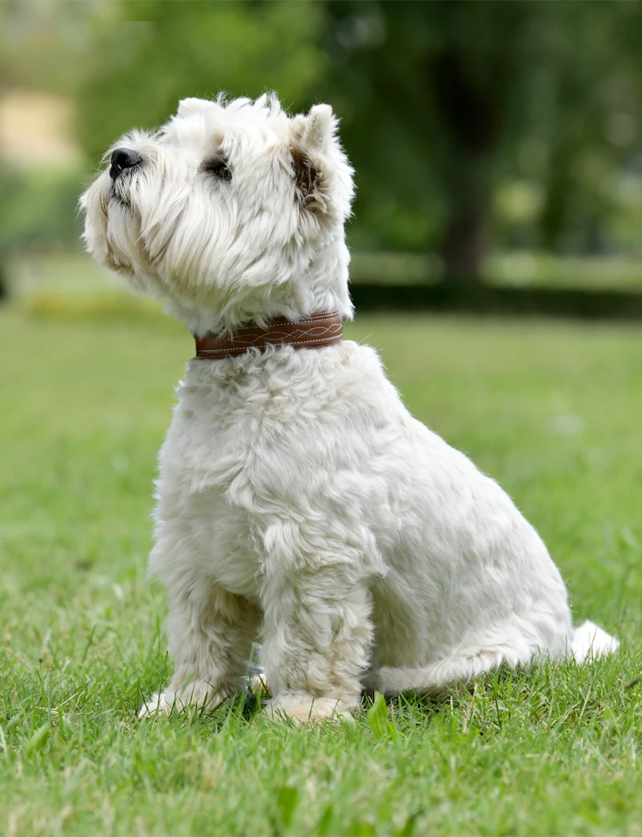 WEATHERBEETA Fancy Stitch Collar