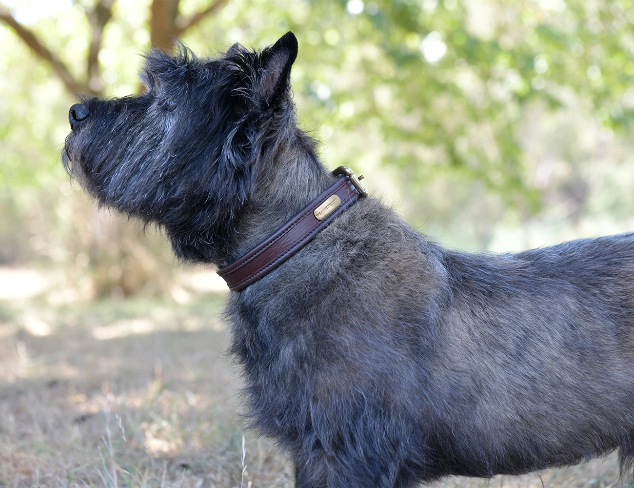 WEATHERBEETA Two Toned Leather Dog Collar