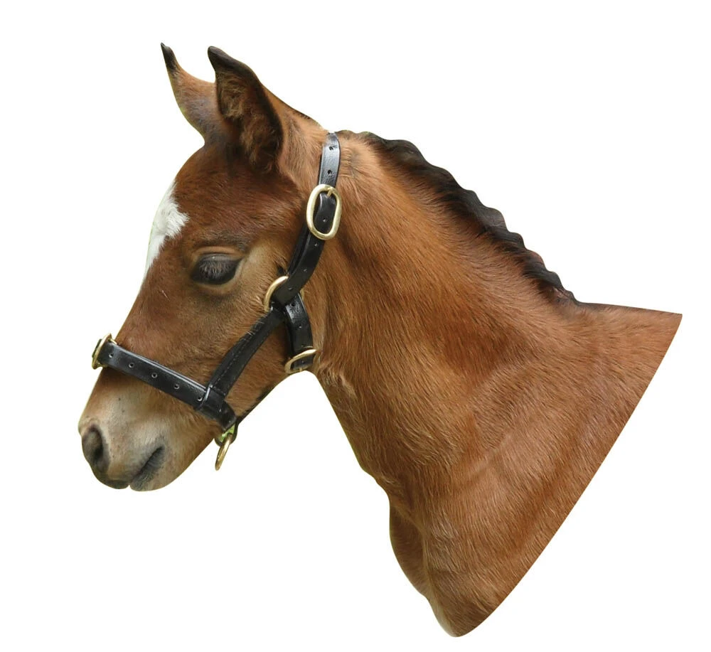 ROMA PVC Adjustable Headcollar