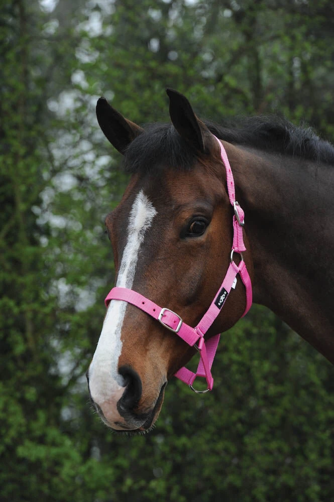 SAXON Economy Headcollar