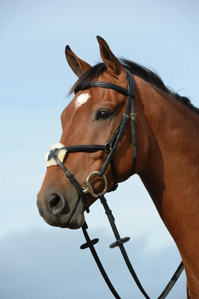 COLLEGIATE Syntovia+ Padded Raised Figure 8 Bridle
