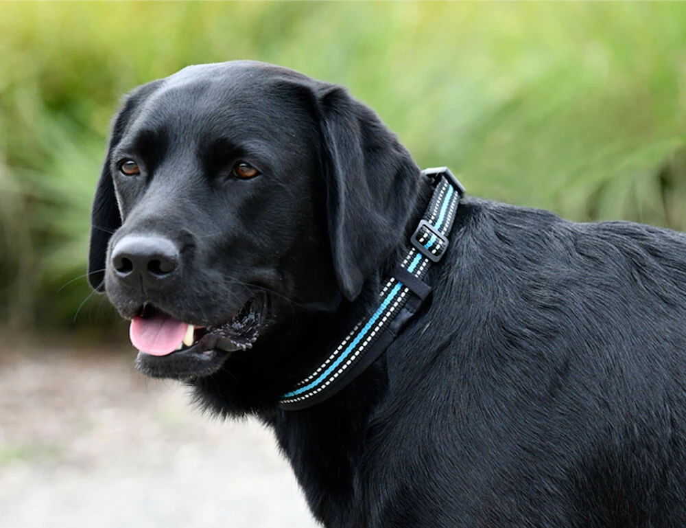 WEATHERBEETA Reflective Dog Collar