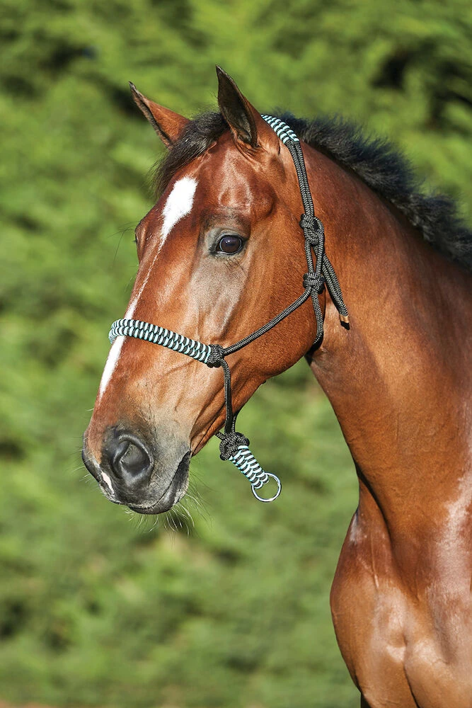 SAXON Cord Rope Headcollar