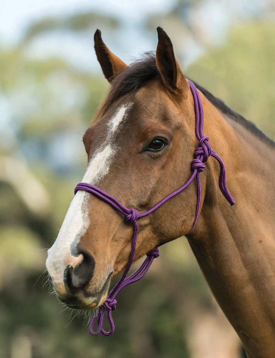 ROMA Nylon Rope Headcollar