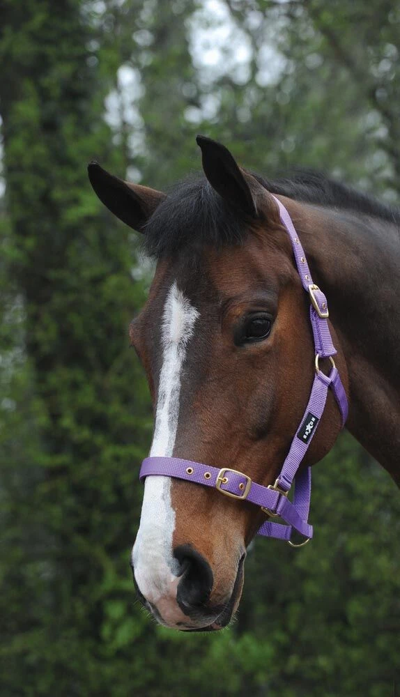 SAXON Nylon Brass Buckle Headcollar