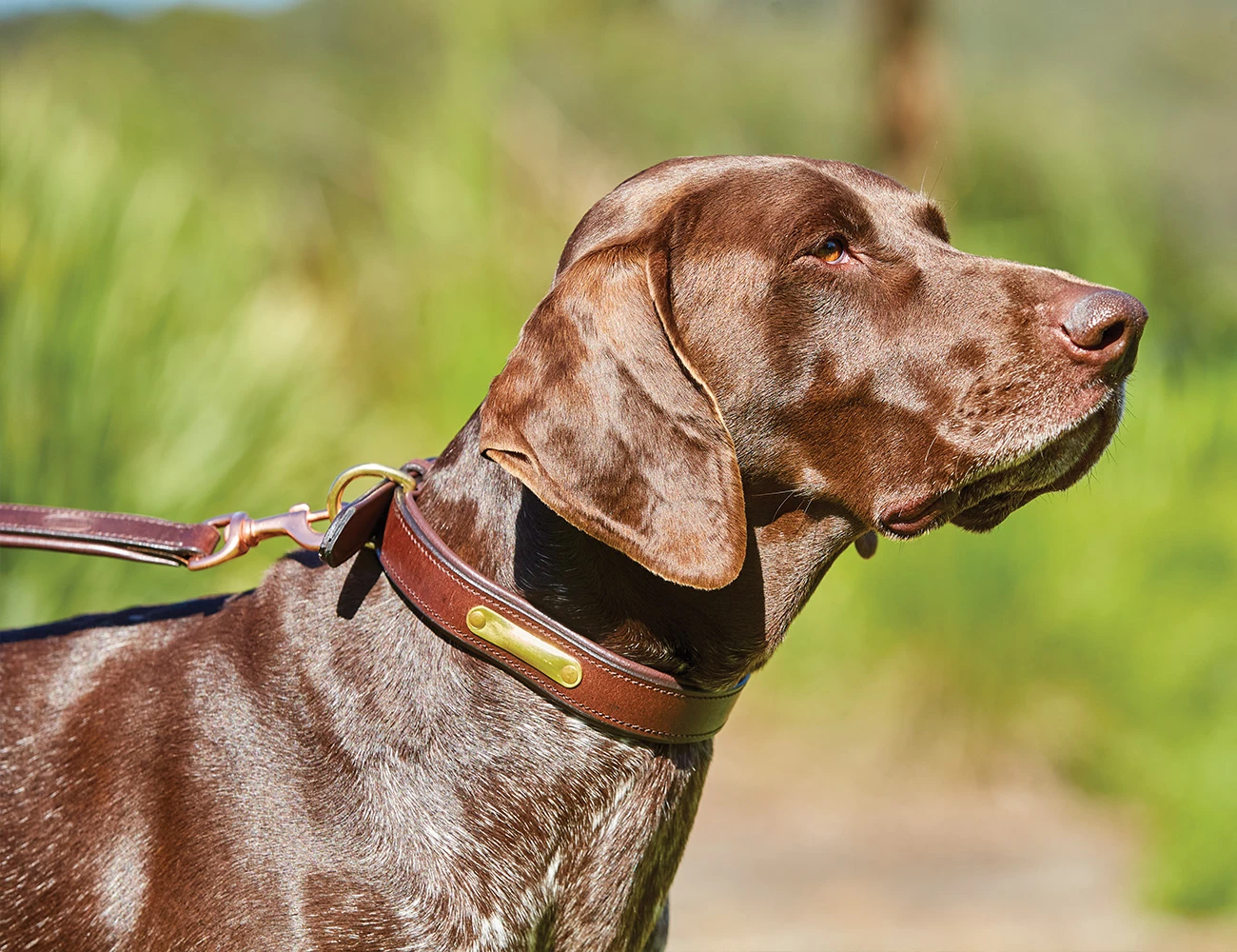 WEATHERBEETA Padded Leather Dog Collar