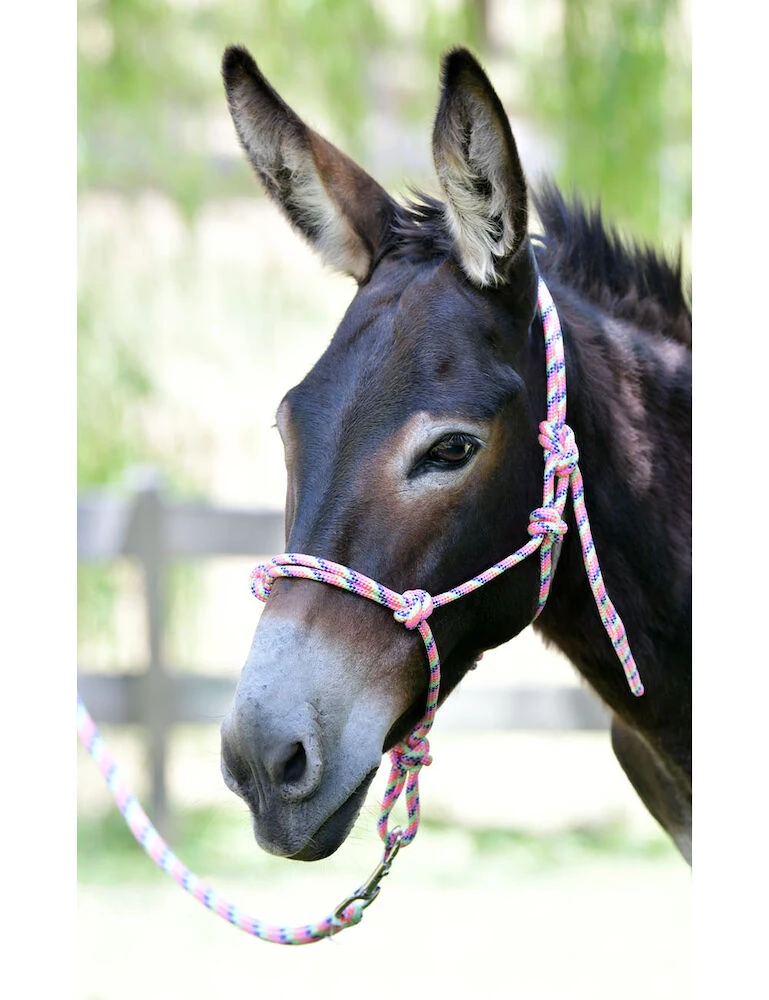 ROMA Rainbow Rope Headcollar & Lead Set