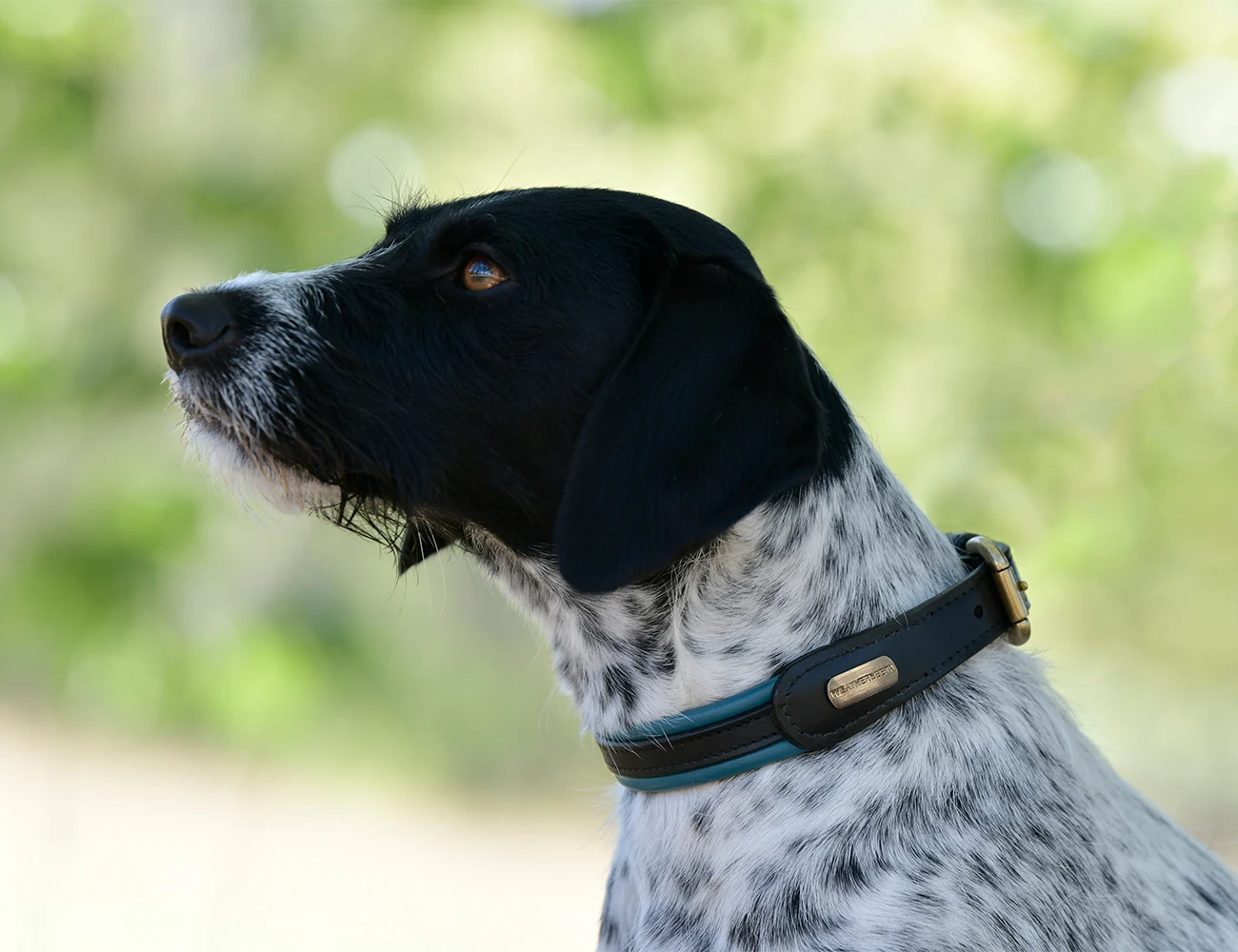 WEATHERBEETA Padded Colour Leather Dog Collar