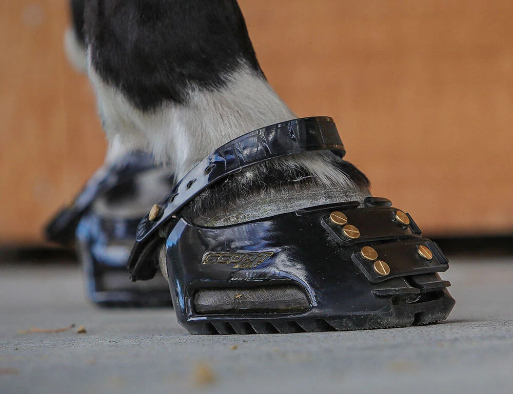 SCOOT BOOTS Scoot Boot Front Strap
