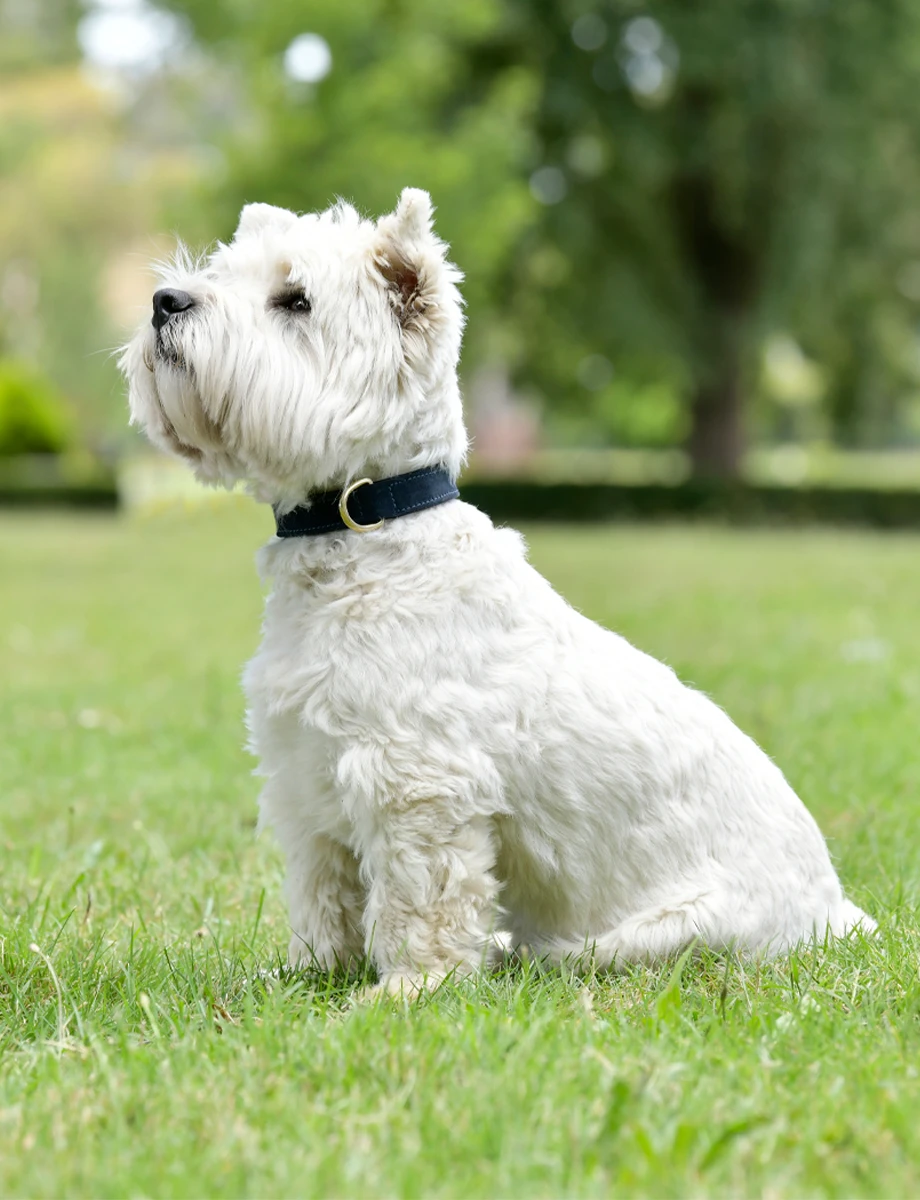 WEATHERBEETA Suede Dog Collar
