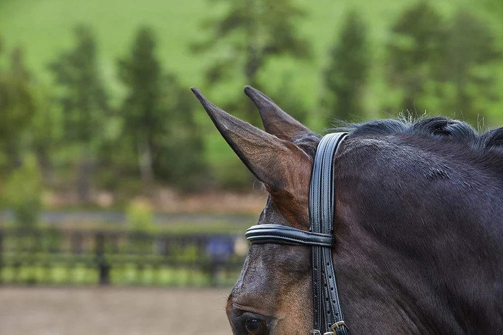 COLLEGIATE Syntovia+ Padded Raised Flash Bridle