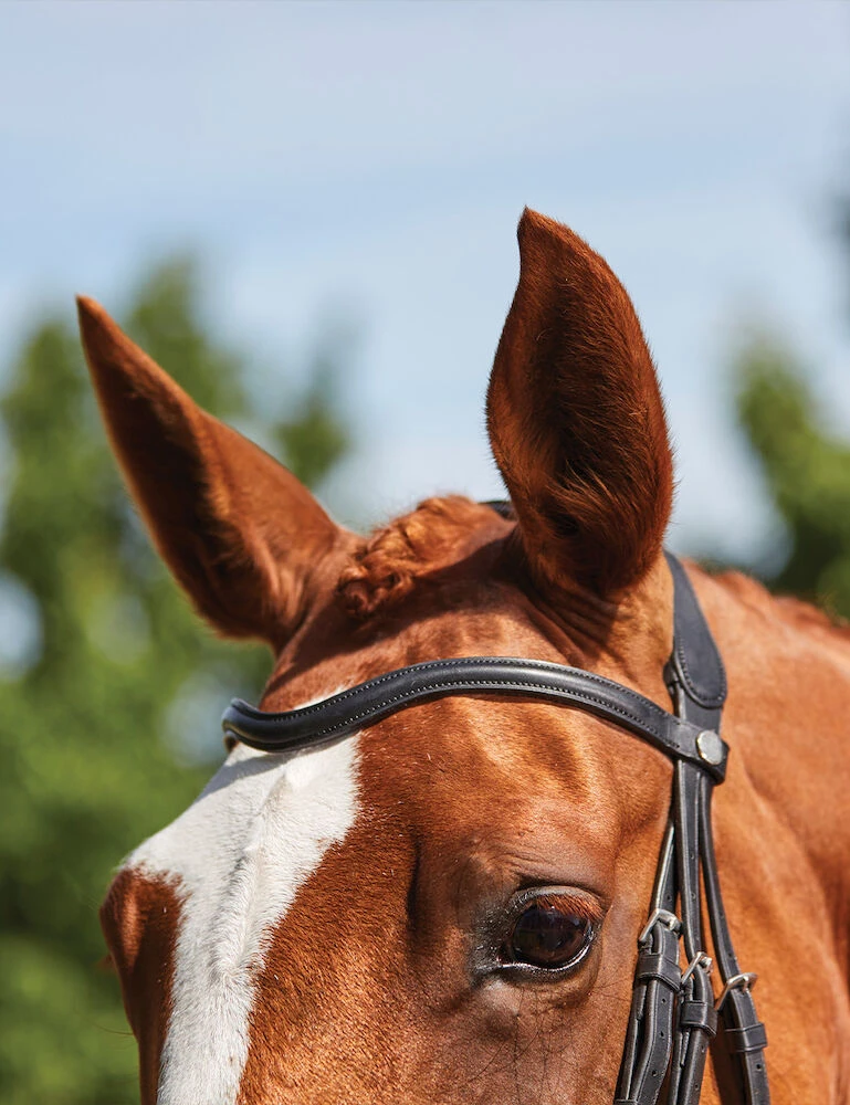 COLLEGIATE ComFiTec Grackle Bridle