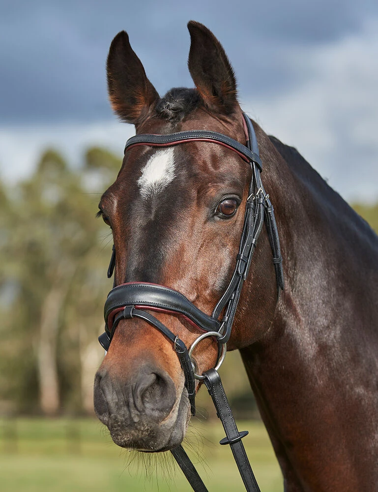COLLEGIATE ComFiTec Grace Bridle