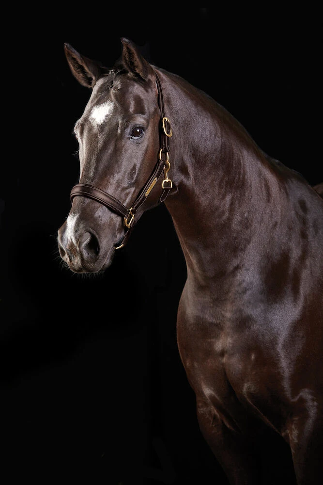 COLLEGIATE Leather Headcollar II