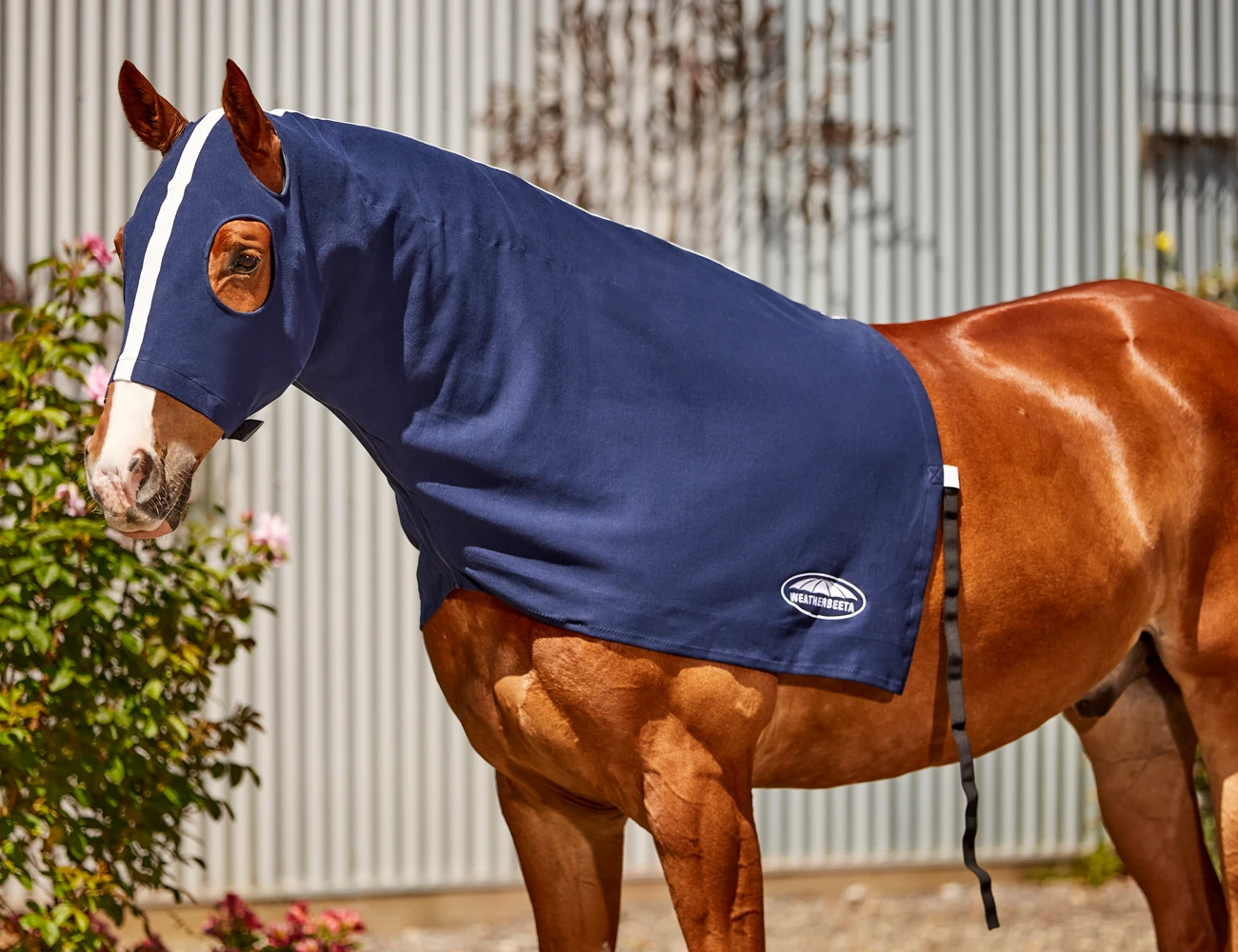 WEATHERBEETA Cotton Stretch Hood With Zip