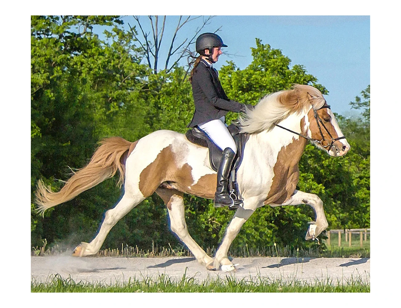 BREYER Traditional Sporour Fra Bergi - Icelandic Stallion