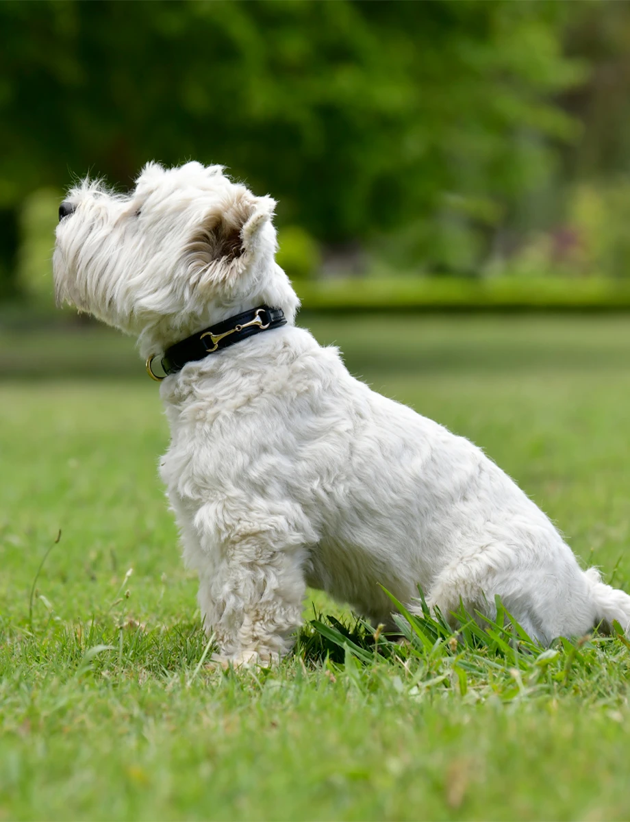 WEATHERBEETA Leather Snaffle Collar