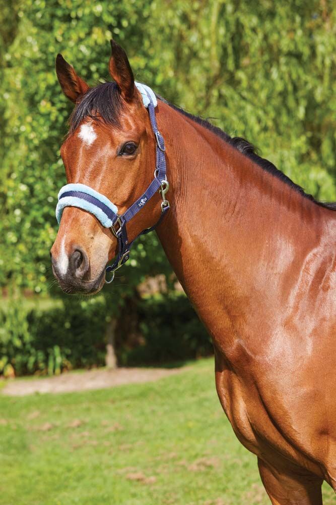 SAXON Element Fleece Headcollar
