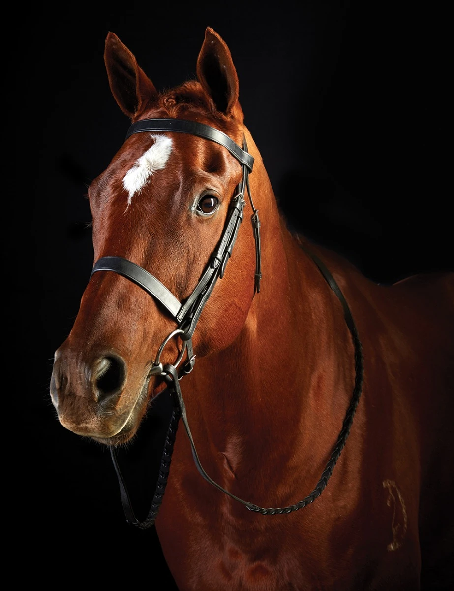 COLLEGIATE Flat Cavesson II Bridle