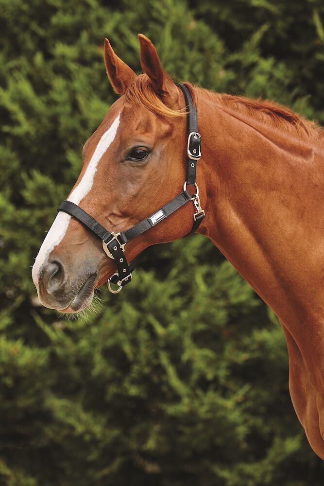 ROMA Fleece Trim Headcollar
