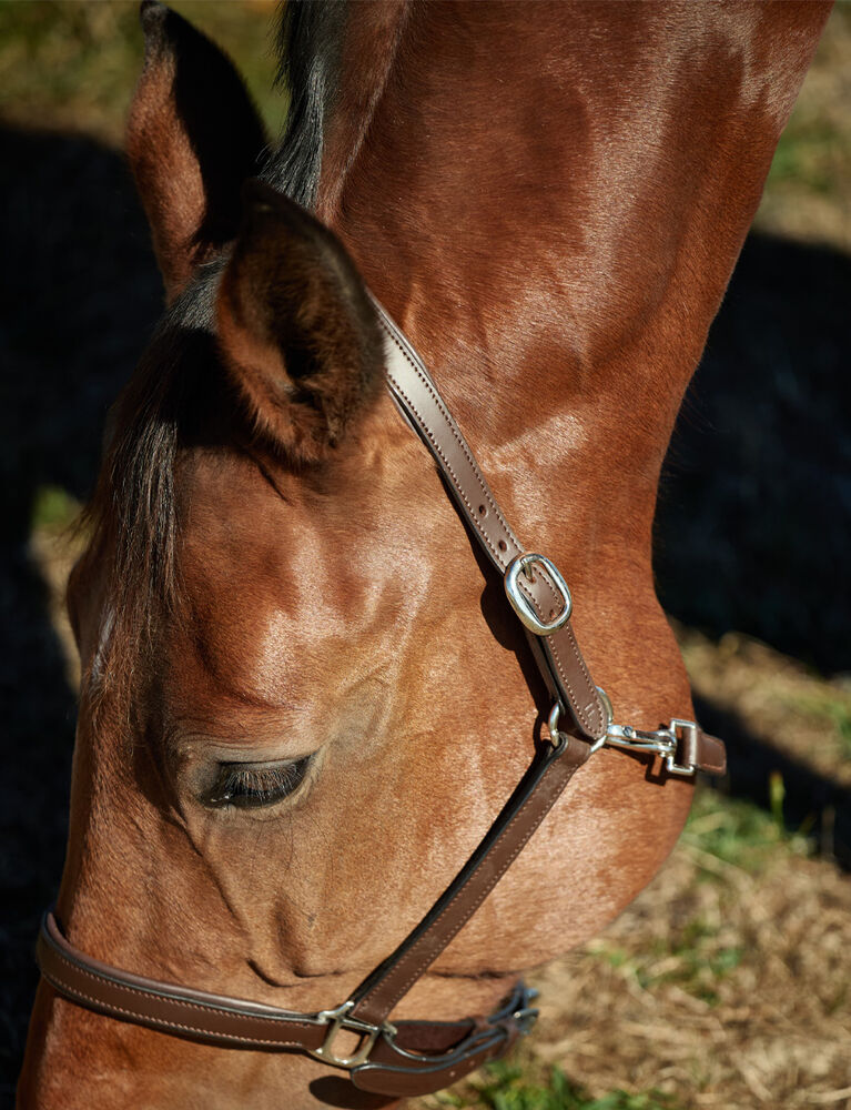 KINCADE Slim Leather Padded Headcollar