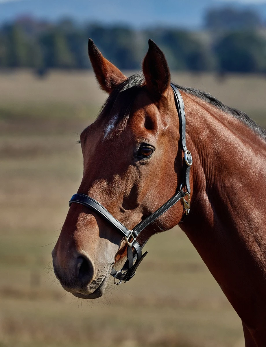 KINCADE Slim Leather Padded Headcollar