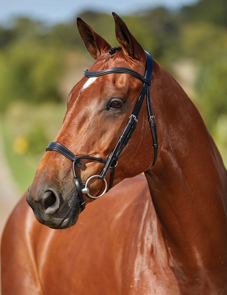COLLEGIATE ComFiTec Training Bridle