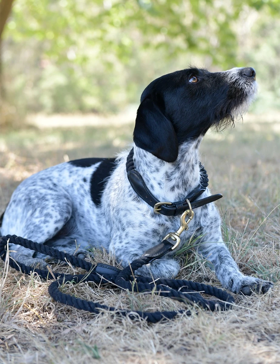 WEATHERBEETA Rope Dog Collar