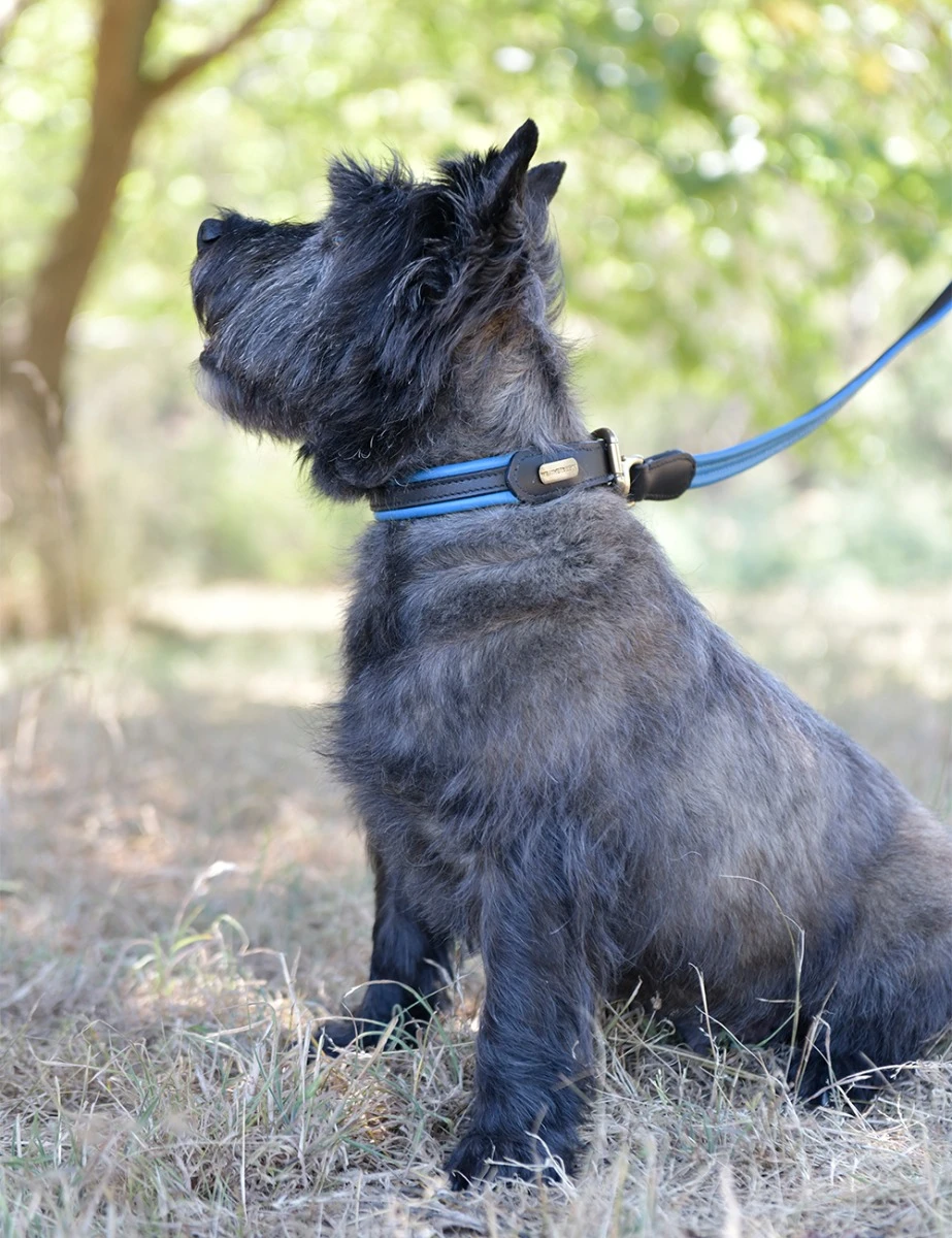 WEATHERBEETA Padded Colour Leather Dog Collar